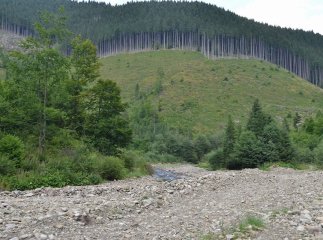 Заради "закарпатського Буковелю" вирубають тисячі гектарів лісу?