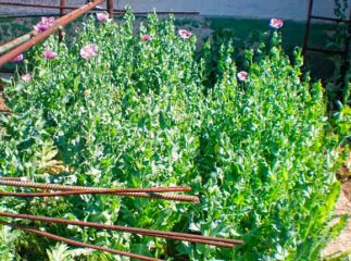 У жінки на городі виявили міні-плантацію маку "для кулінарних потреб"