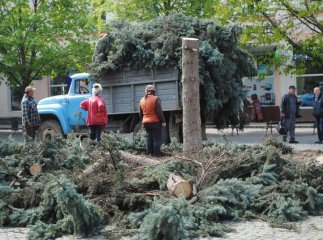 Комунальники зрізають останні ялинки у центрі Мукачева (ФОТО)