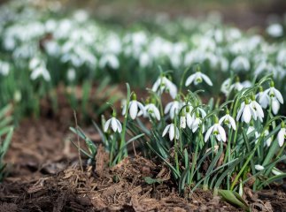 Чим здивує початок лютого: чекати сильних морозів або ж аномального тепла Чим здивує початок лютого: чекати сильних морозів або ж аномального тепла