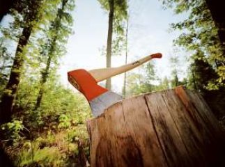 Службовці Тячівського лісництва дозволили незаконно вирубувати лісові дерева