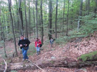 Букові праліси Закарпаття можуть стати частиою Всесвітньої спадщини ЮНЕСКО