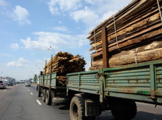 Москаль виявив корупційні схеми з вивезення лісу закордон Держагентством лісових ресурсів