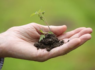 Буде щедрий урожай: посівний календар на травень 2026 року