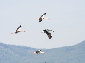 Українські науковці вдягли на лелек трекери, за ними можна буде стежити онлайн