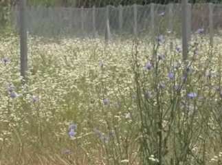 Закарпатські футболісти та хокеїсти продовжують боротьбу за четверте поле ужгородського стадіону "Авангард"
