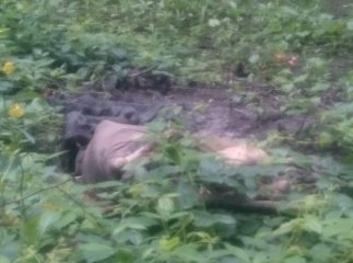 У лісовому масиві на Мукачівщині знайшли скелетоване тіло