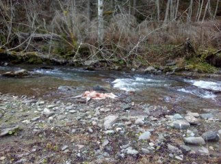 На Закарпатті вовки наробили біди