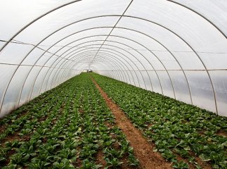 Як працьовиті жителі Заріччя бізнес на капусті роблять