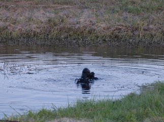 Поки невідомо, коли він загинув: в Ужгороді у каналі виявили тіло чоловіка Поки невідомо, коли він загинув: в Ужгороді у каналі виявили тіло чоловіка