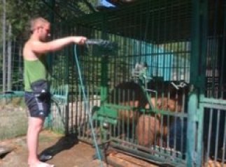 Від палючих променів косолапих мешканців НПП "Синевир" рятують душем