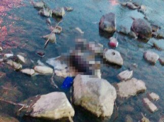 В Ужгороді знову по-варварськи вбили собаку