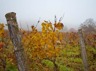 Троє братів тривалий час обкрадали колишній колгосп