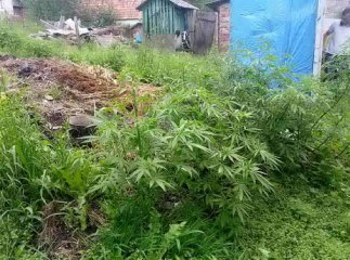 Чоловік для власного споживання висадив собі коноплю та мак