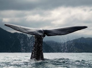 "Синій кит" по-закарпатськи: "куратор" гри давав гравцям жартівливі завдання