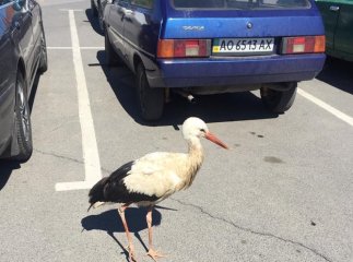 На парковці одного з гіпермаркетів Ужгорода оселився лелека