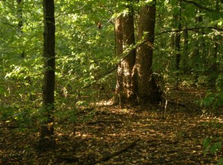 Міліція встановила особу людини, яка загинула на Мукачівщині