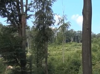 На Перечинщині масово всихають ліси