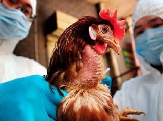 У Чехії зафіксували спалах небезпечного грипу