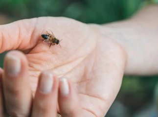 Що робити при укусі бджоли: поради, які можуть врятувати життя