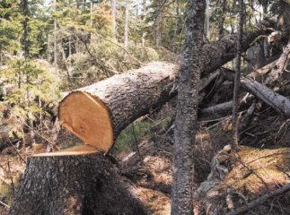У Хустському районі дерево смертельно травмувало чоловіка