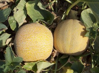 Закарпатська СЕС виявила у частині динь, яка продавалась в торговій мережі, нітрати понад норми 