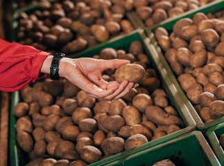 Підраховано, скільки може коштувати 1 кг картоплі взимку Підраховано, скільки може коштувати 1 кг картоплі взимку