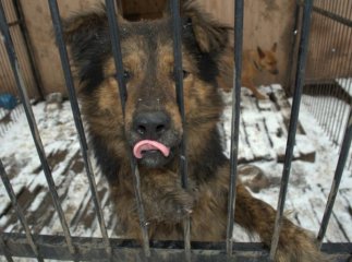 Мукачівці скаржаться на бродячих собак до яких нікому немає діла (ФОТОФАКТ)