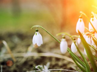 Весна і потепління Коли прийде весна та потепління