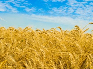 На Закарпатті розпочалися жнива