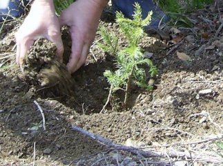 У "Синевирі" плануть висадити 230 тисяч нових дерев