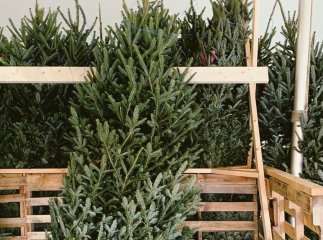 Де у Мукачеві можна купити ялинку: офіційні місця продажу