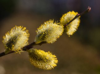 Коли цього тижня прогріється до майже +20 градусів та чи прогнозують скоро дощі
