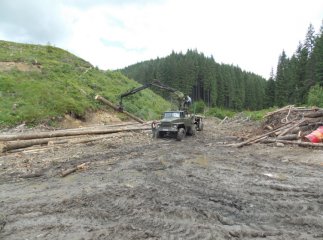 Незаконна вирубка лісів Закарпаття сягнула критичної межі