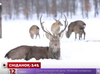Журналісти "Сніданку з 1+1" розповіли про оленячу ферму та сироварню, що у селі Іза