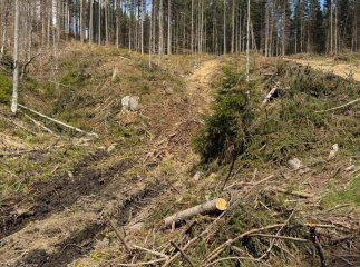 Майстра лісозаготівель судитимуть за розтрату понад 600 кубометрів деревини