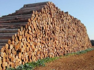 «Не дозволити перетворити Карпати на сировинний придаток», – депутати Рахівської міськради звернулись до керівництва держави