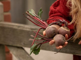 Секрет великих буряків: чим потрібно підживити під час росту листя