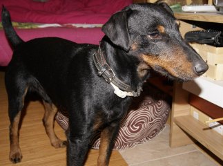 Пропала собака мисливської породи