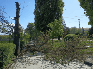 На Закарпатті вітер повалив дерева на дороги та набережну