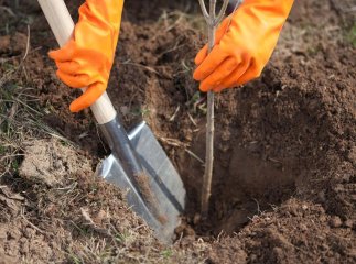 У Мукачеві з’явиться новий зелений простір: хто може долучитися до створення