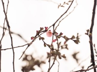 У Мукачеві почала квітнути «шалена» сакура: коли приблизно буде масове цвітіння