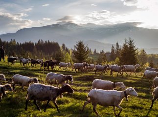 На Закарпатті створять Центр підтримки та розвитку вівчарства