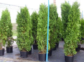 За крадіжку трьох саджанців закарпатцю можуть дату шість років тюрми