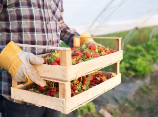 Українські фермери зможуть отримати гранти ООН: чи є в списку Закарпаття