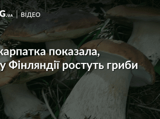 Закарпатка показала, як у Фінляндії ростуть гриби