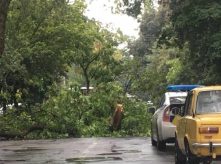 Зламаний стовбур дерева перекрив шлях до Словацького консульства
