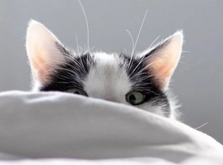 Як відучити кота будити зранку