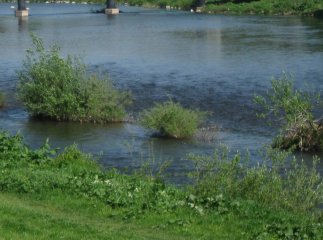 У Мукачеві в Латориці виявили утопленою жінку