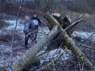 Трагедія на Закарпатті: на 8-річну дитину впало дерево, вона померла